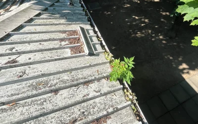Što se događa kada godinama ne čistite oluke? Pogledajte što smo pronašli na krovu